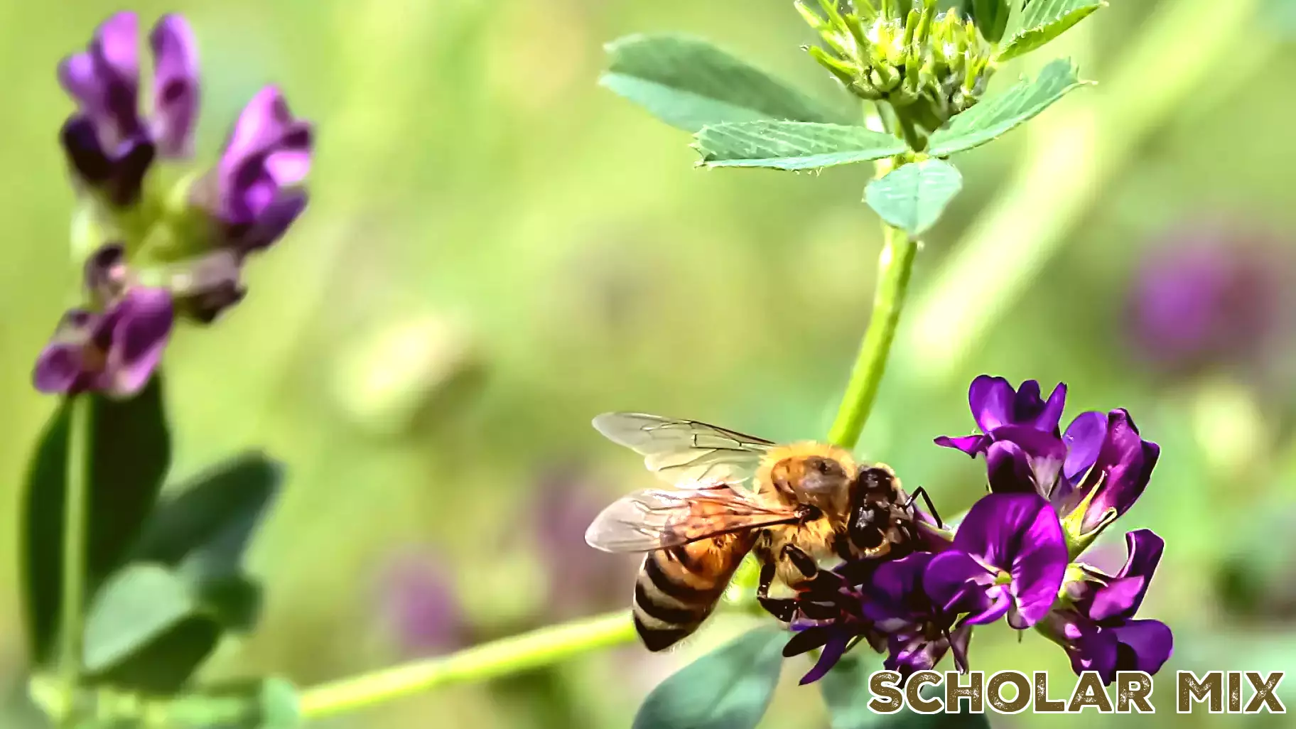 Updates on K-12 Education, Honeybee Conservation, and a New Wisconsin Thriller