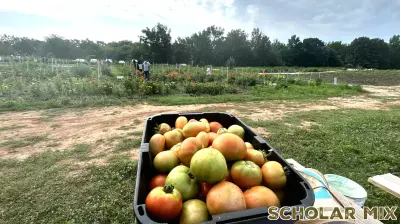 Community Volunteers Come Together to Plant Tomato Crop at Local Education Farm