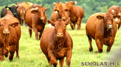 Upcoming Brazos Valley CEU Conference Scheduled for January 30 in Caldwell